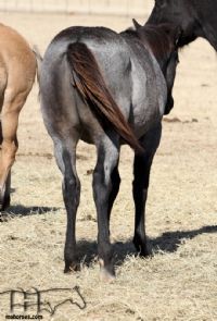 Miss Black Socks MA's 2019 roan filly
